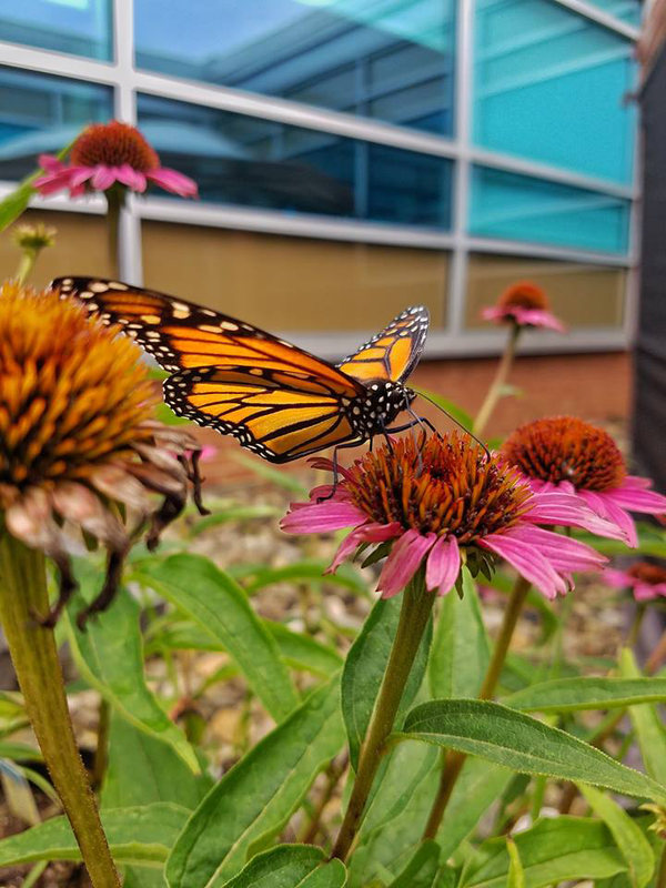 Butterfly on a flower in research lab