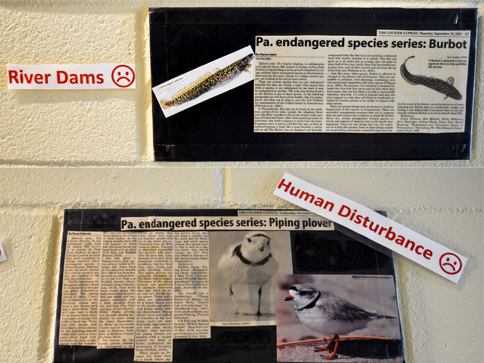 Two newspaper articles on the terms of engagement wall in the Swift Building at Penn State DuBois