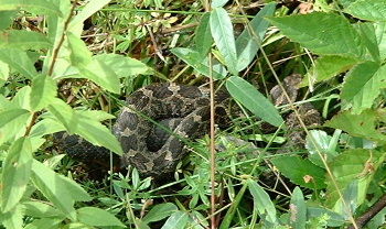 Massasauga Rattlesnake in the grass