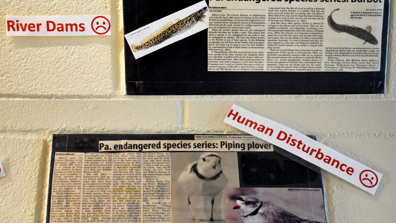 Two newspaper articles on the terms of engagement wall in the Swift Building at Penn State DuBois