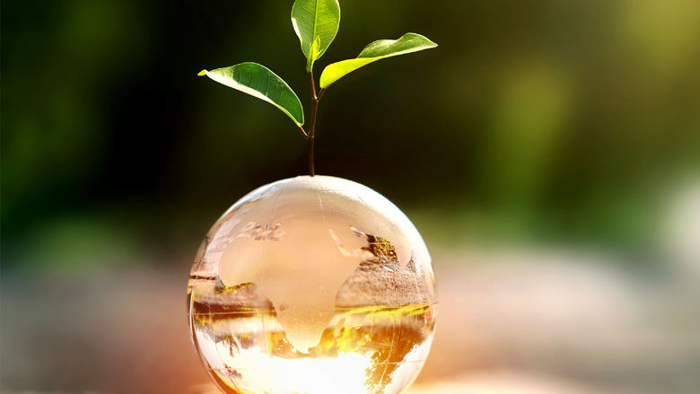 A tree starting to grow from a glass globe