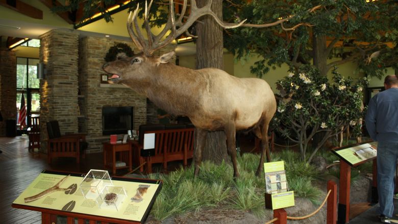 A display inside the Elk Country Visitor Center in Benezette. 