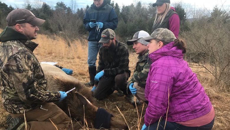 Pennsylvania Game Commission Elk Biologist Jeremy Banfield, at left, leads Penn State DuBois Wildlife Technology students in collecting data from a sedated elk near Benezette, PA. 