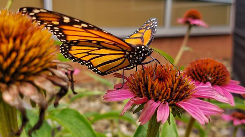 Butterfly on a flower in research lab