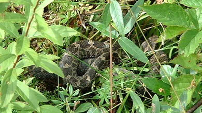 Massasauga Rattlesnake in the grass