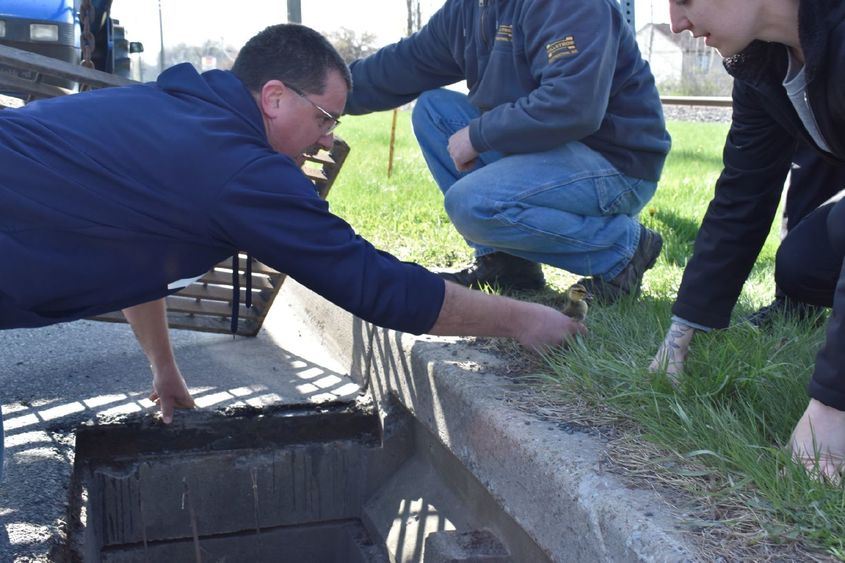 Man rescuing ducking from storm drain