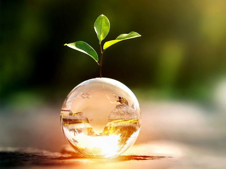 A tree starting to grow from a glass globe