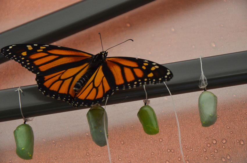 monarch butterfly