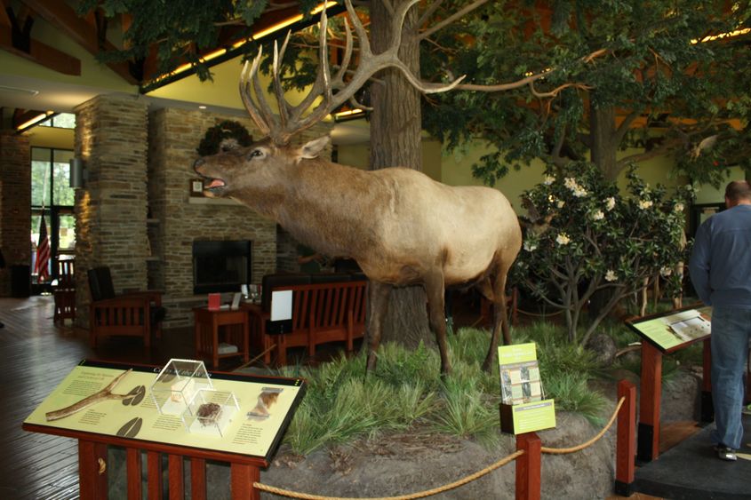 A display inside the Elk Country Visitor Center in Benezette. 