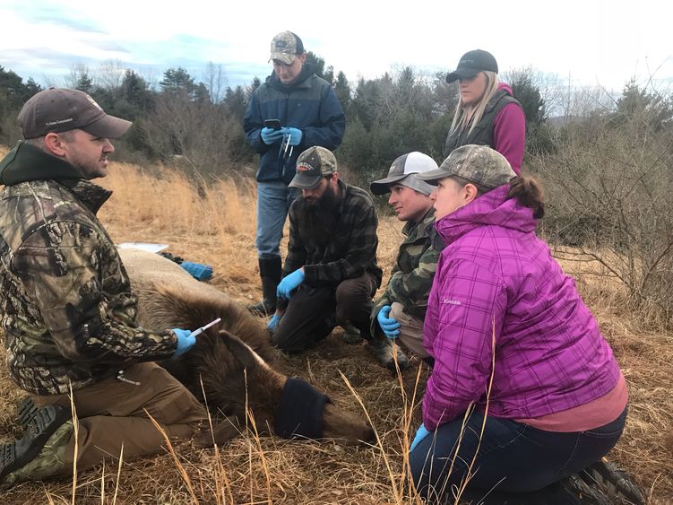 Pennsylvania Game Commission Elk Biologist Jeremy Banfield, at left, leads Penn State DuBois Wildlife Technology students in collecting data from a sedated elk near Benezette, PA. 